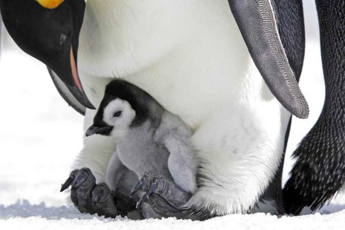 אפרוח הפינגווין של הקיסר על רגליו של האב.
