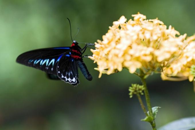 Mocker Swallowtail