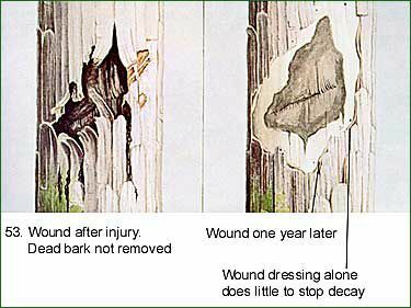 גזע העץ נפצע לפני ואחרי