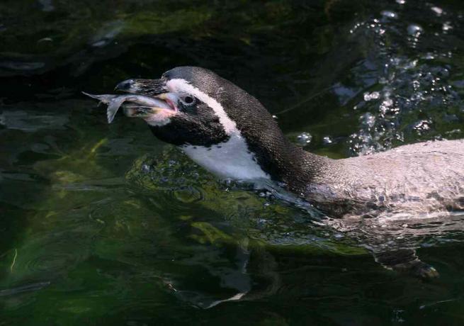 פינגווין אוכל דגים.