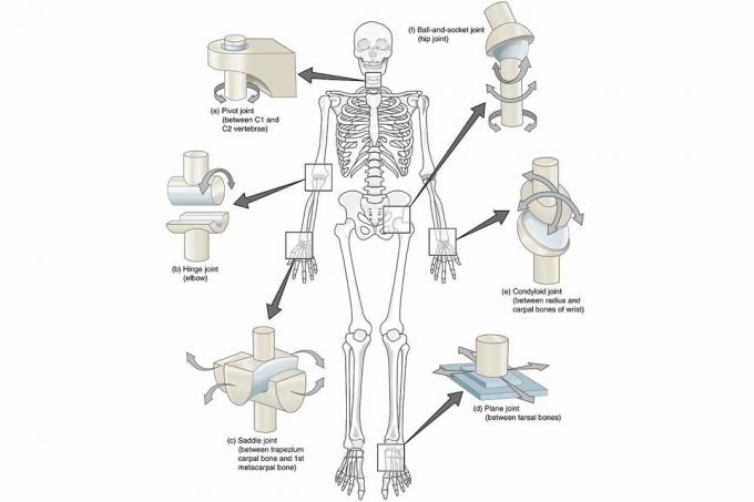 תרשים של מפרקי סינוביאלי בגוף על רקע לבן.