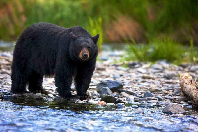 דוב שחור (Ursus americanus) עומד בזרם סלעי, קולומביה בריטית, Canada
