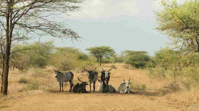 זבו בפארק עוואש, אפר, אתיופיה