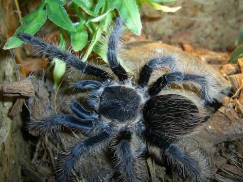 טרנטולה מתולתלת (Brachypelma albopilosum)