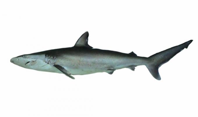 כריש ספינר
