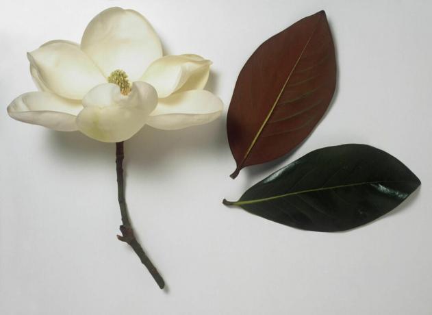 Magnolia grandiflora (בול מפרץ) לבן טהור