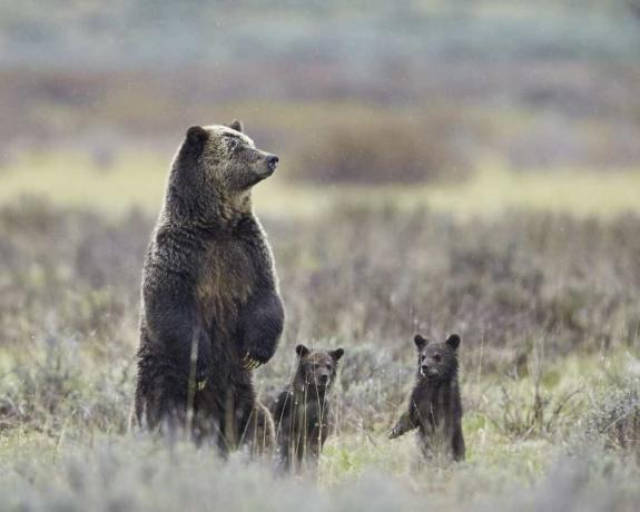 דוב גריזלי (Ursus arctos horribilis) זורע ושתי גורים של השנה כולם עומדים על רגליהם האחוריות, הפארק הלאומי ילוסטון, וויומינג