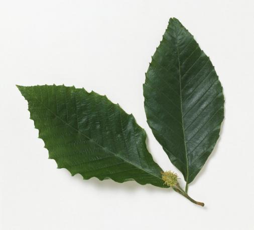 צילום מקרוב, של, Fagus, grandifolia, (American, אשור), עוזב, עם, פרי, על רקע לבן.