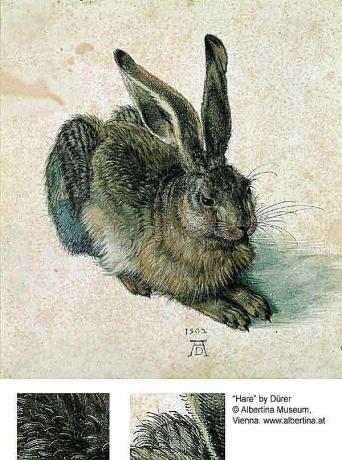 ארנב או ארנבת - אלברכט דירר