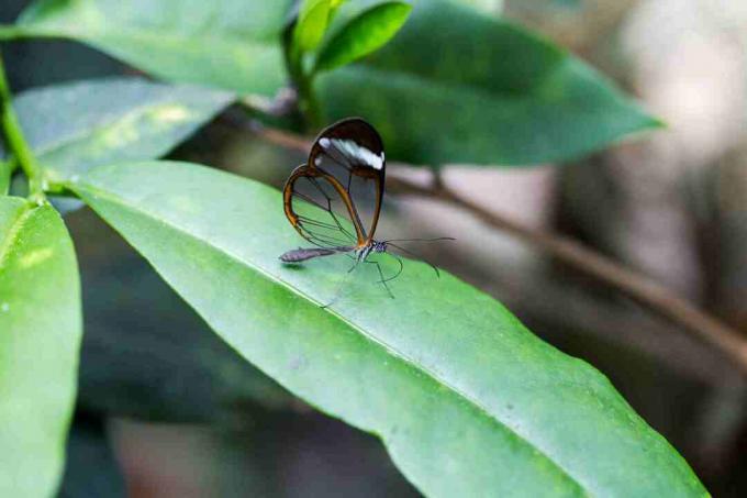 לזחלי פרפר הזגוגית יש טעם רע לנמלים קליעיות.