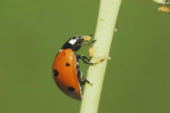 פרת משה רבנו עם שבעה כתמים (Coccinella septempunctata) שאוכלת כנימות