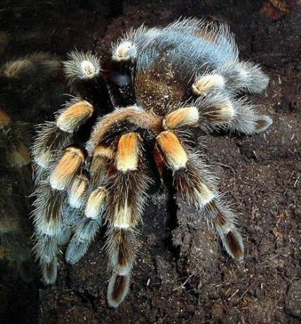 טרנטולה מקסיקנית אדומה (Brachypelma smithi)