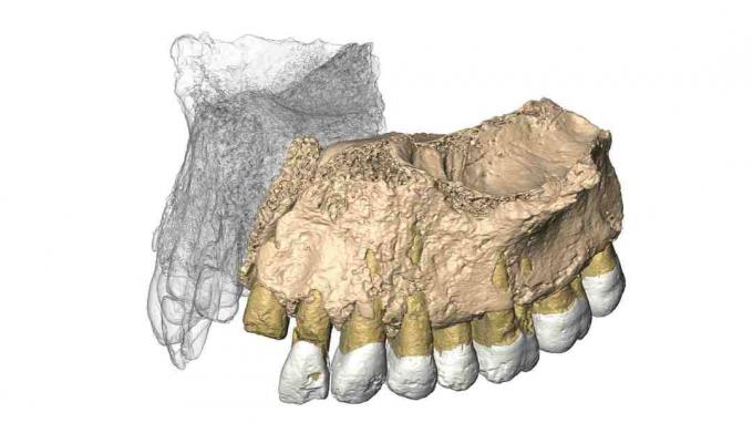 שחזר מחדש את Mislaya Maxilla