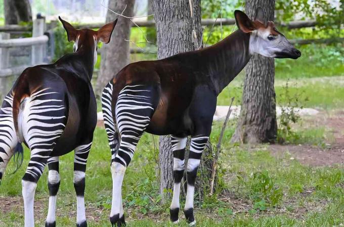 שני okapis (Okapia johnstoni) בגן החיות של אוקלהומה סיטי, אוקלהומה סיטי, אוקלהומה, ארה"ב