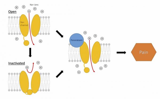 פעולה של פונונאטוקסין בתעלות נתרן לייצור כאב.