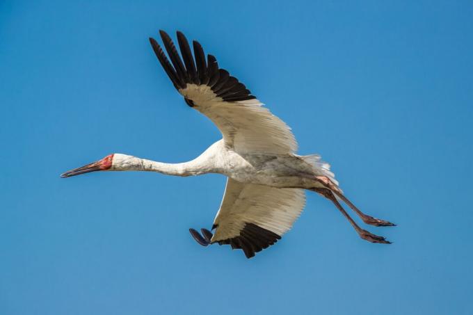 מנוף סיבירי (Grus leucogeranus) בטיסה