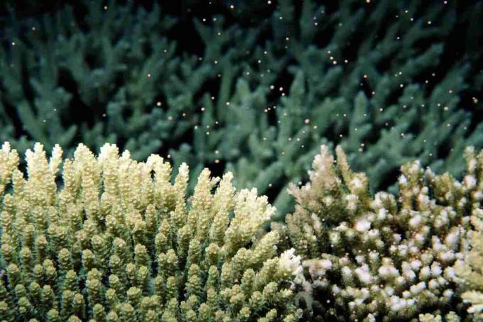 הפיכת אלמוגים מבוקרת ירח (Acropora sp.), מבט מתחת למים